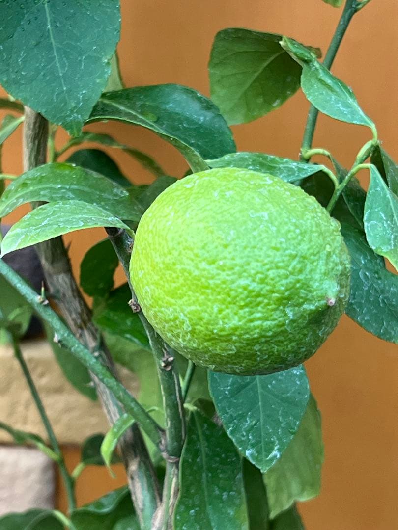 瀬戸内レモン10 ２点セット