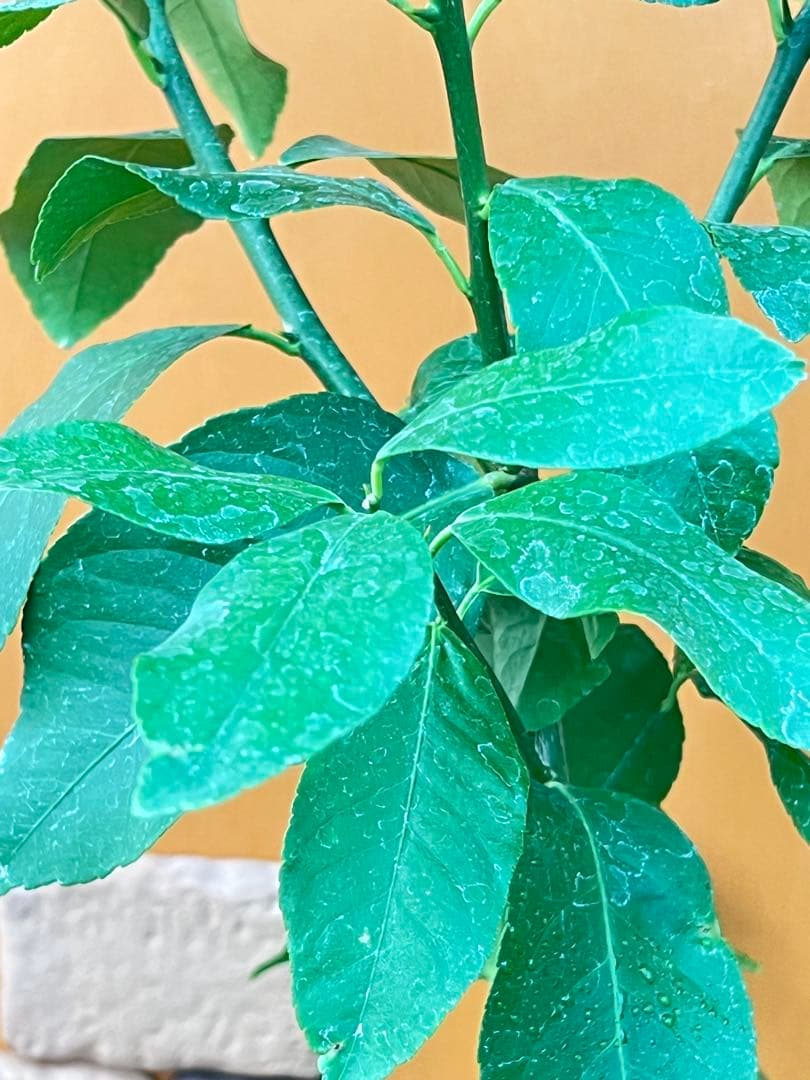 瀬戸内レモン10 ２点セット