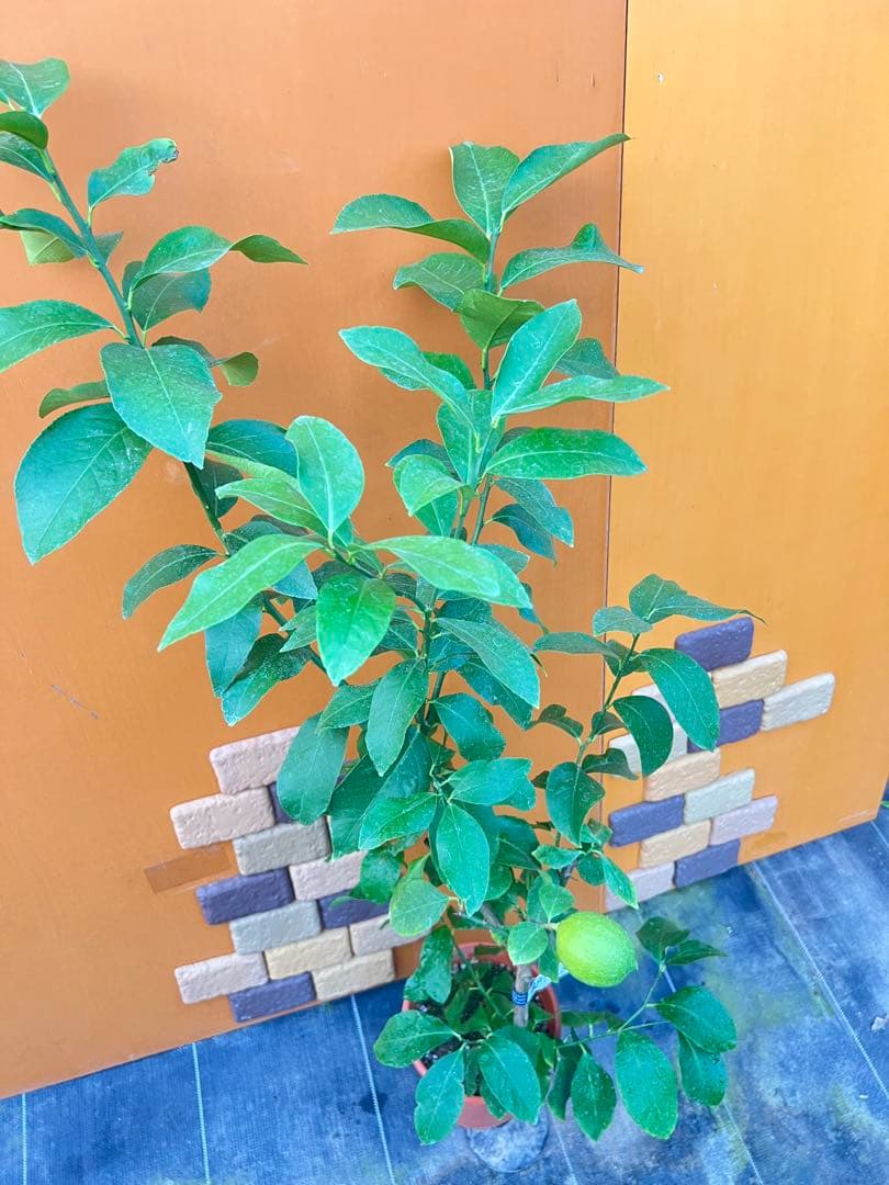 瀬戸内レモン10 ２点セット