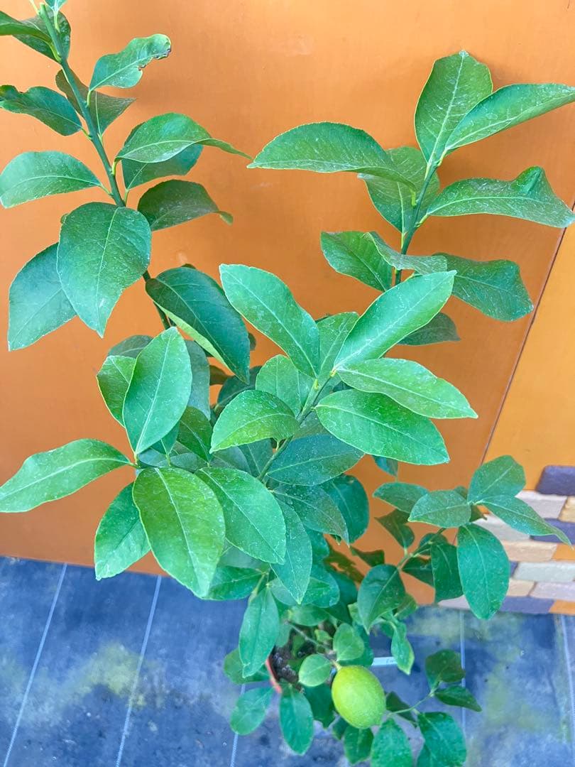 瀬戸内レモン10 ２点セット