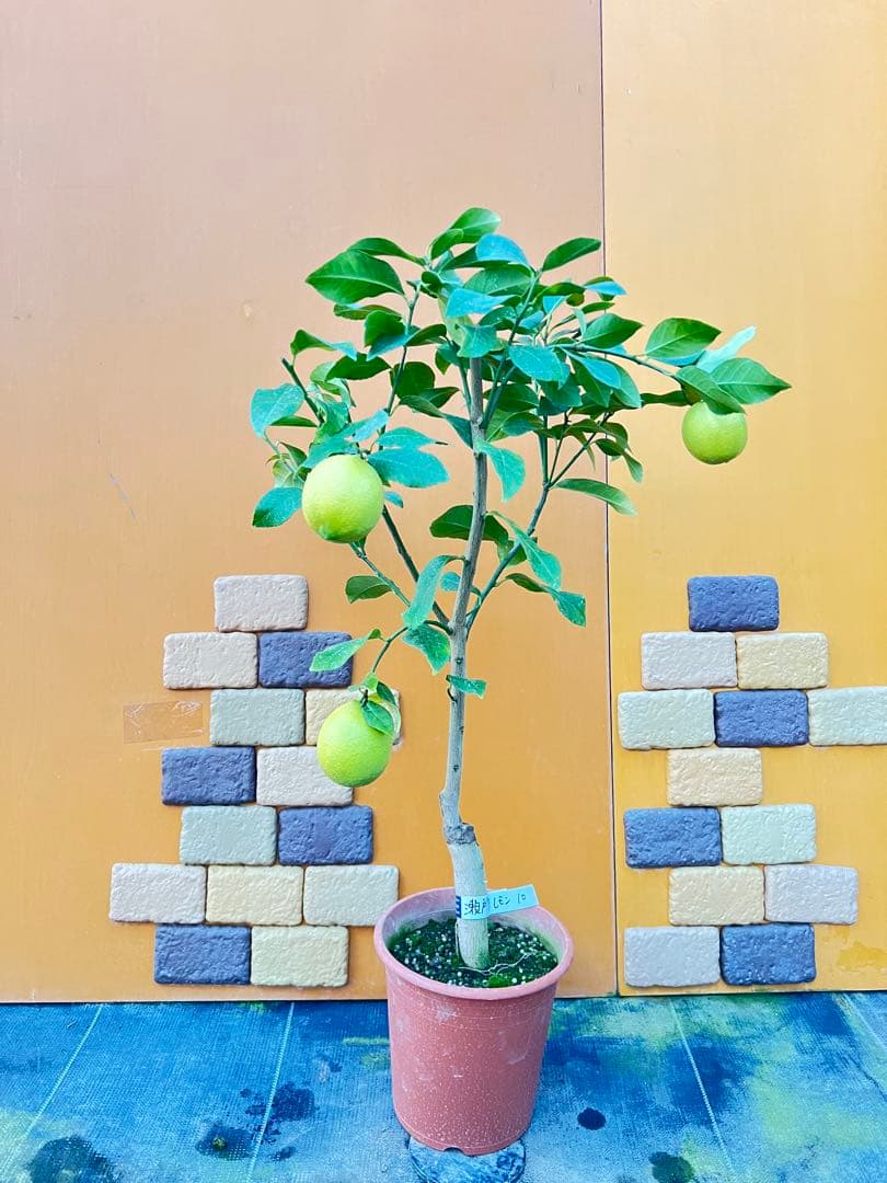 瀬戸内レモン10 ２点セット