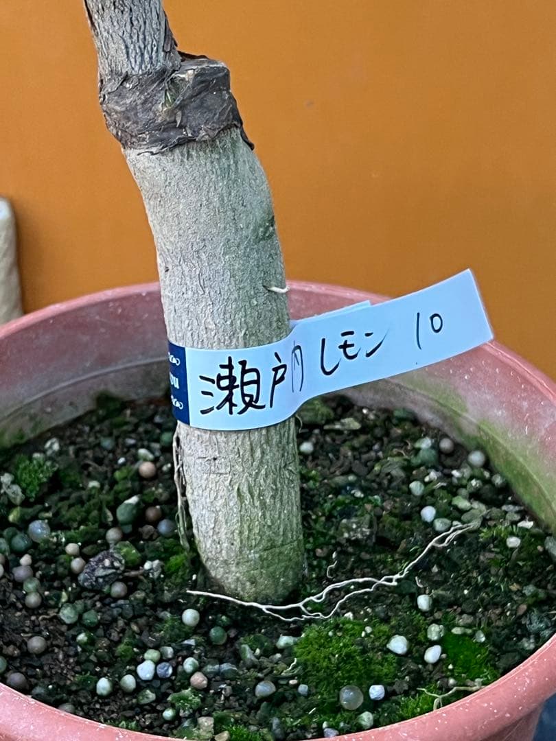 瀬戸内レモン10 ２点セット