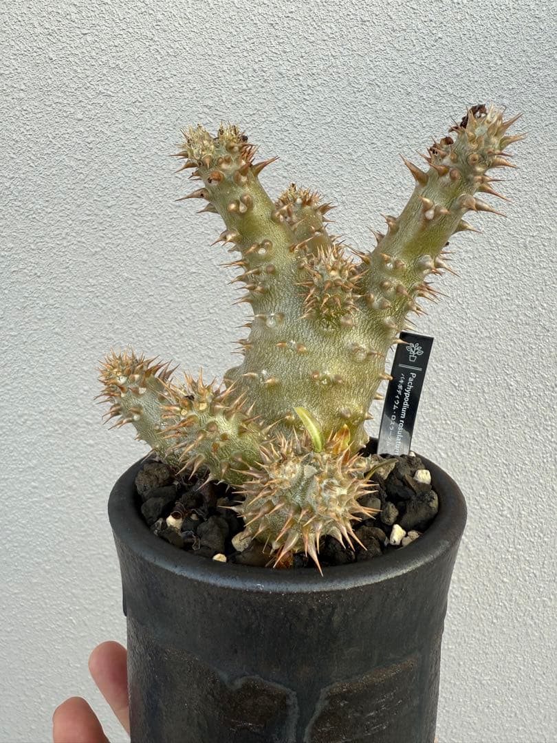 パキポディウムロスラーツム実生　発根済み　塊根植物　コーデックス