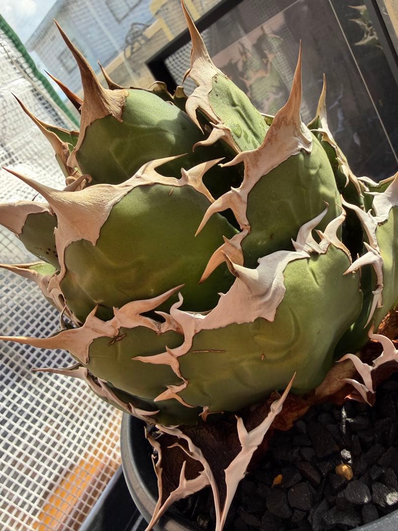 【最終値下げ2/9まで】アガベ　狼牙　親株　オテロイ ブツブツ 悪魔 ビースト