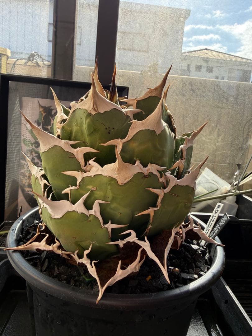 アガベ　狼牙　親株　鉢ごと　検）オテロイ ブツブツ 悪魔 ビースト