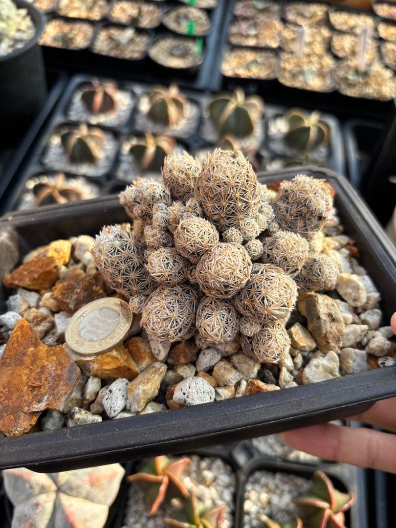 エスコバリア　ミニマ　台付