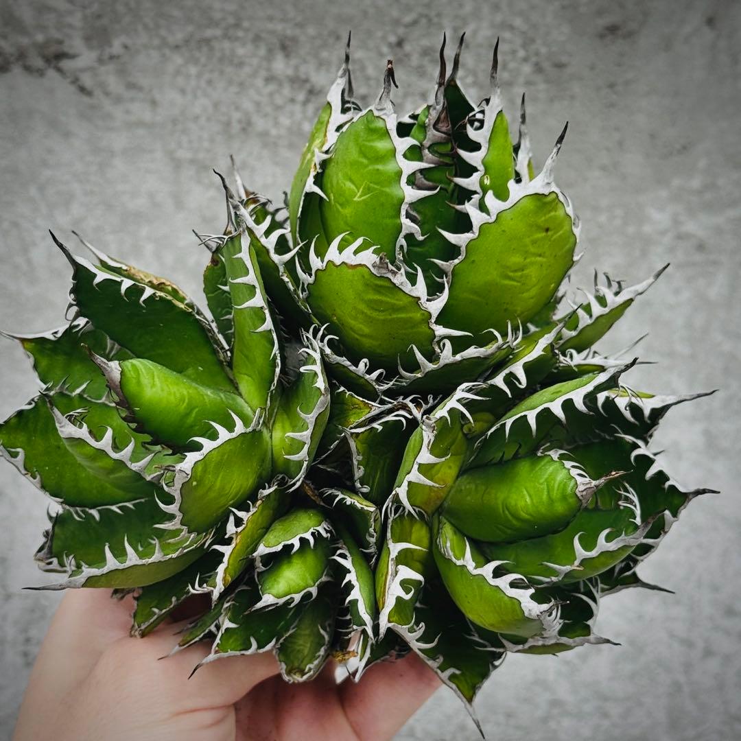 l*8様 多肉植物・アガベ・チタノタ・ホリダ・極上強刺・四頭株