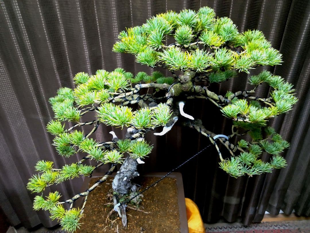 【大品 五葉松盆栽】真柏　　　　⭕吾妻五葉 (短葉)大迫力❗