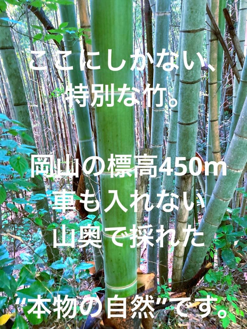 【休止中】今年生まれの天然竹＊標高400m清浄山奥から直送＊DIY・作品等に