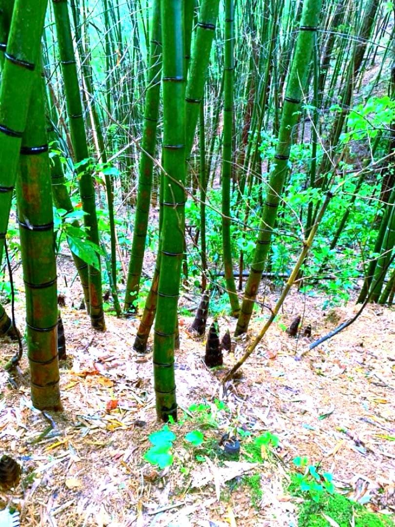 【休止中】今年生まれの天然竹＊標高400m清浄山奥から直送＊DIY・作品等に