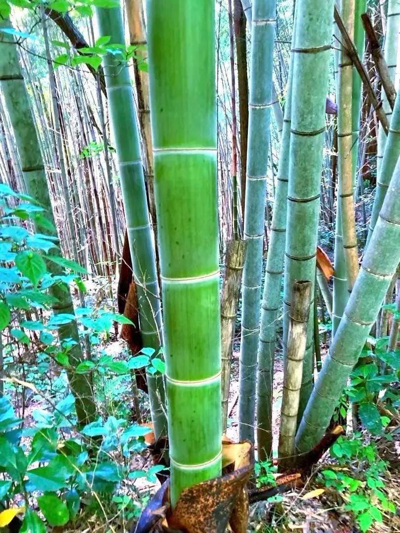 【休止中】今年生まれの天然竹＊標高400m清浄山奥から直送＊DIY・作品等に