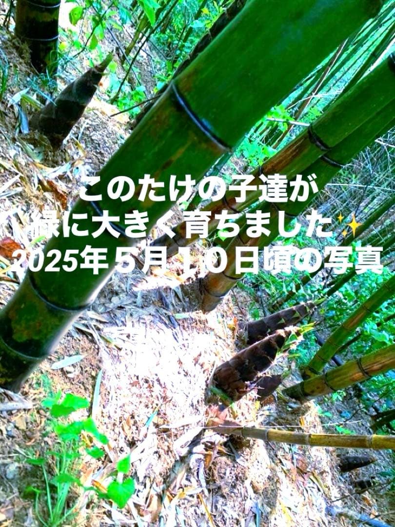 【休止中】今年生まれの天然竹＊標高400m清浄山奥から直送＊DIY・作品等に