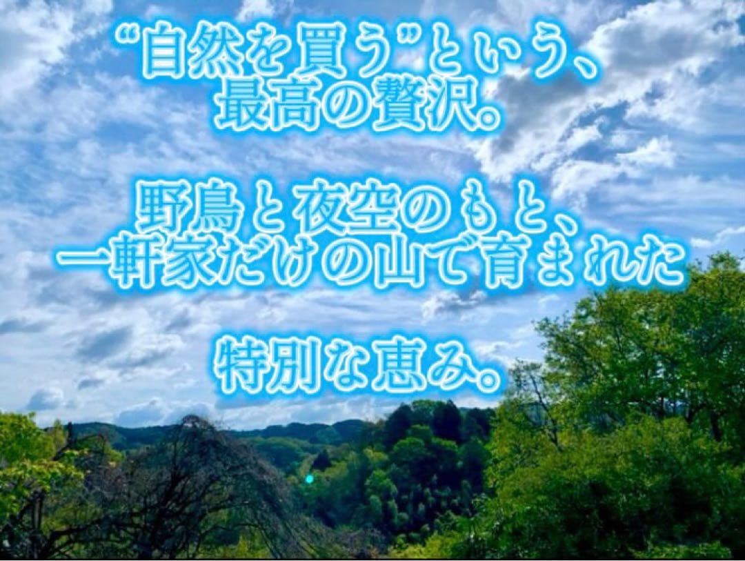 【休止中】今年生まれの天然竹＊標高400m清浄山奥から直送＊DIY・作品等に