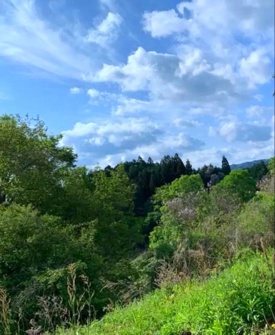 【休止中】今年生まれの天然竹＊標高400m清浄山奥から直送＊DIY・作品等に