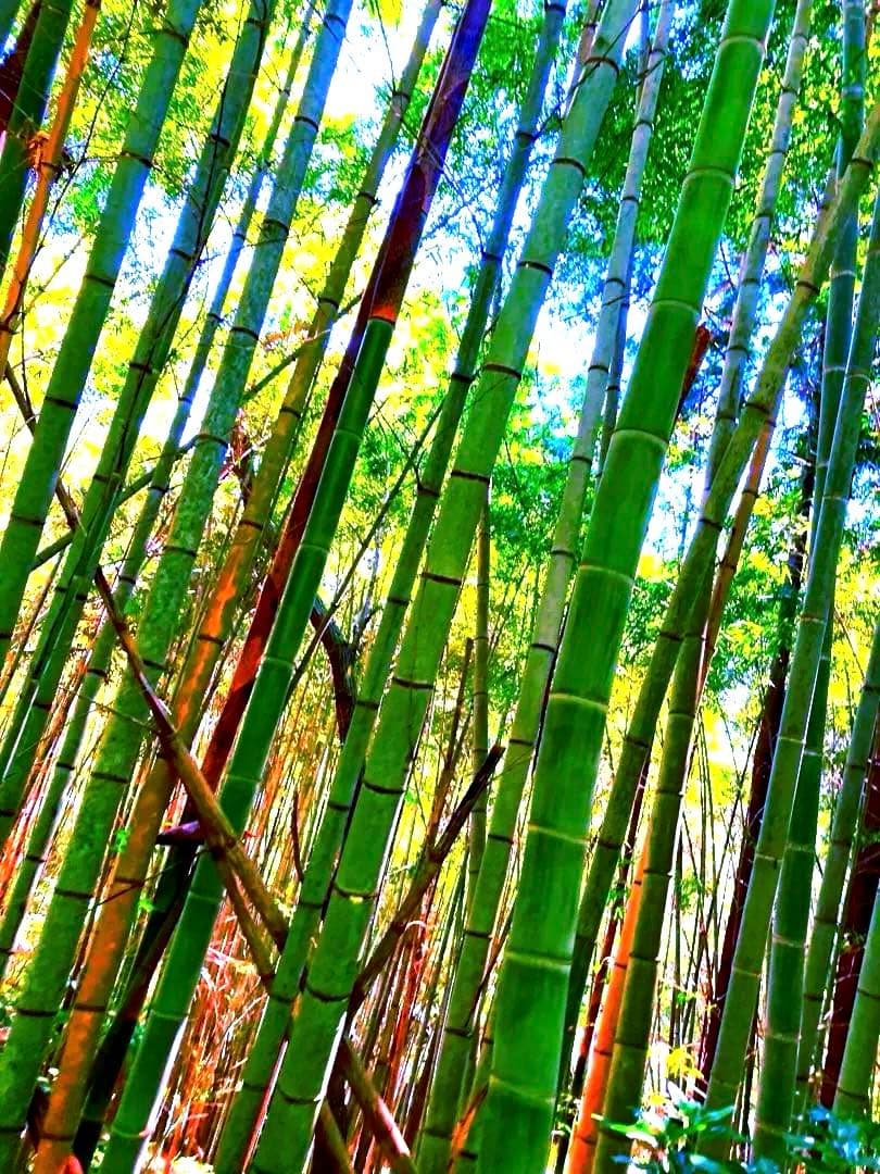 【休止中】今年生まれの天然竹＊標高400m清浄山奥から直送＊DIY・作品等に