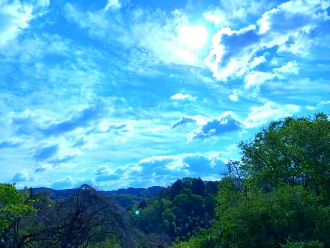 【休止中】今年生まれの天然竹＊標高400m清浄山奥から直送＊DIY・作品等に