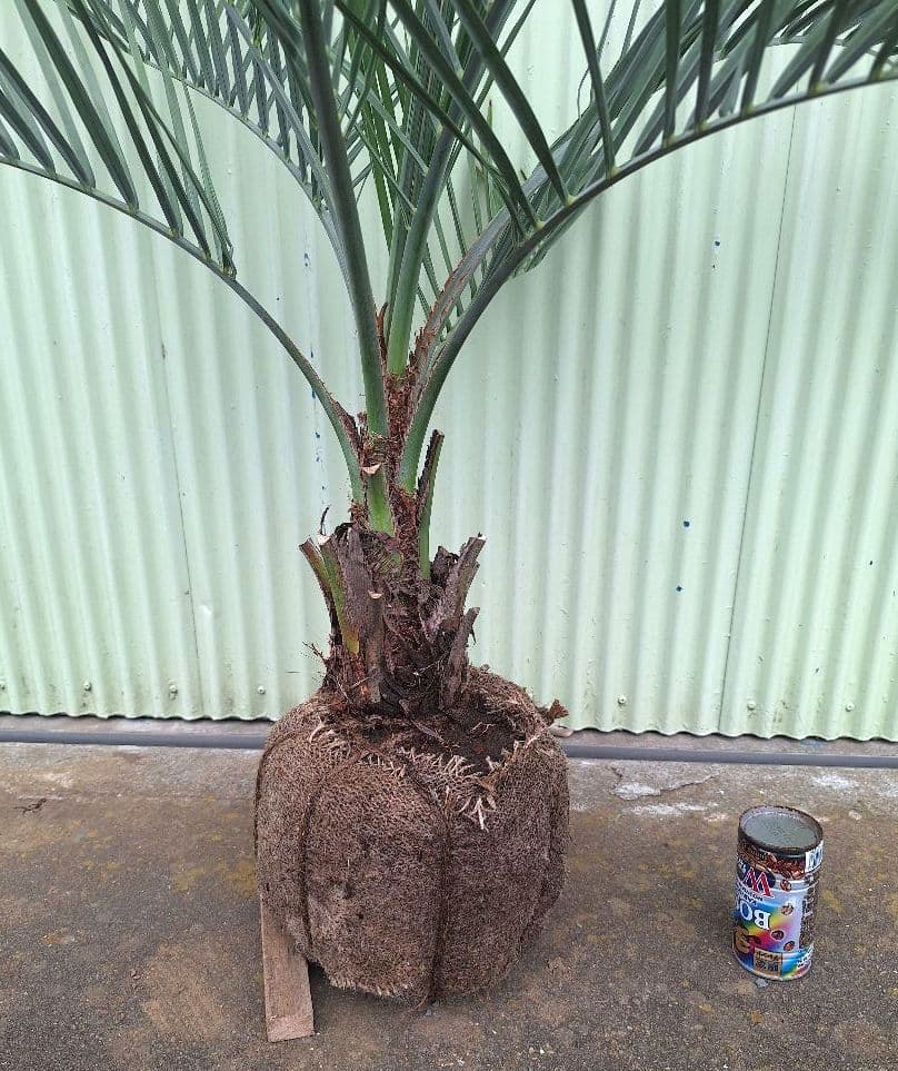 ココスヤシ　(340)　※スーパー　シルバーリーフ