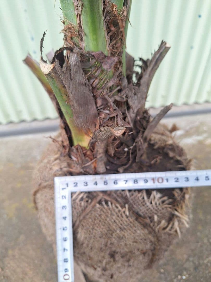 ココスヤシ　(340)　※スーパー　シルバーリーフ