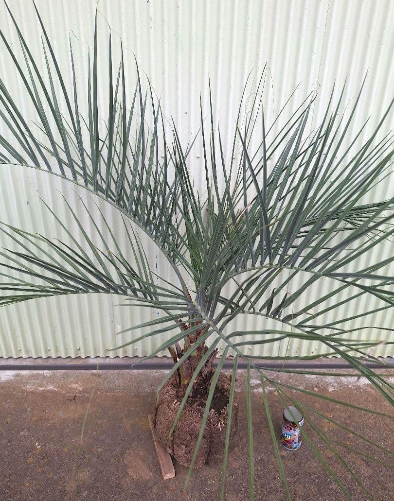 ココスヤシ　(340)　※スーパー　シルバーリーフ