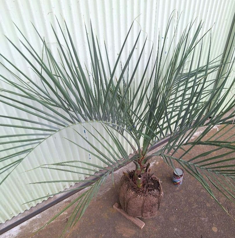 ココスヤシ　(340)　※スーパー　シルバーリーフ