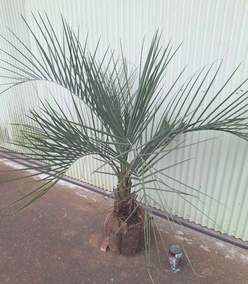 ココスヤシ　(340)　※スーパー　シルバーリーフ