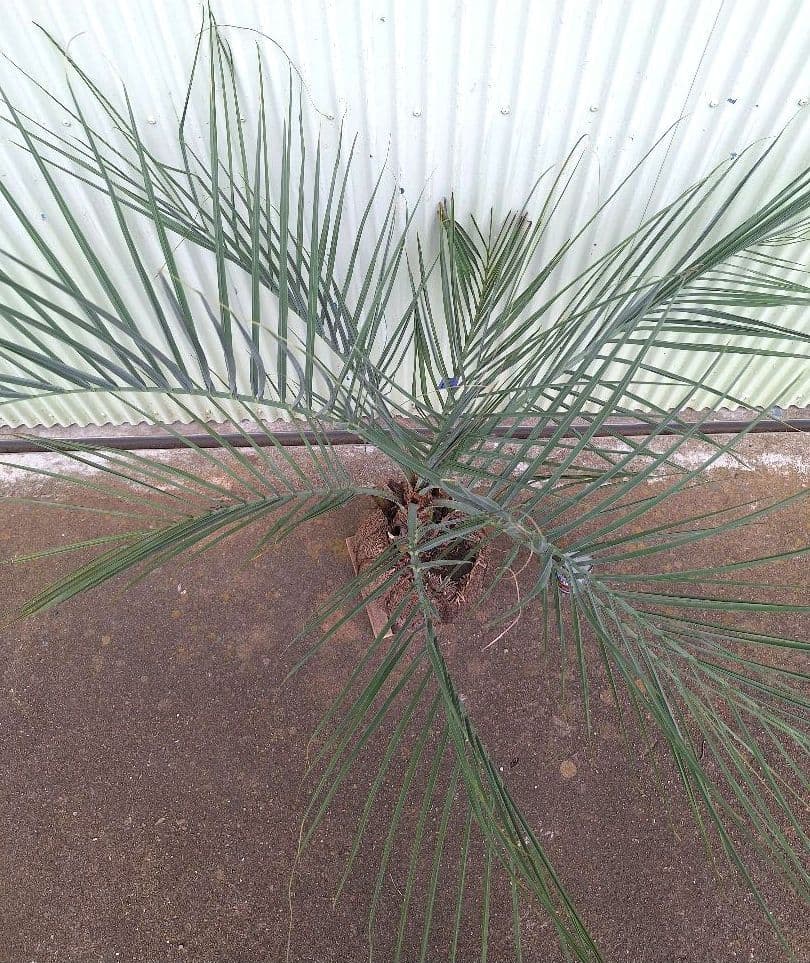 ココスヤシ　(340)　※スーパー　シルバーリーフ