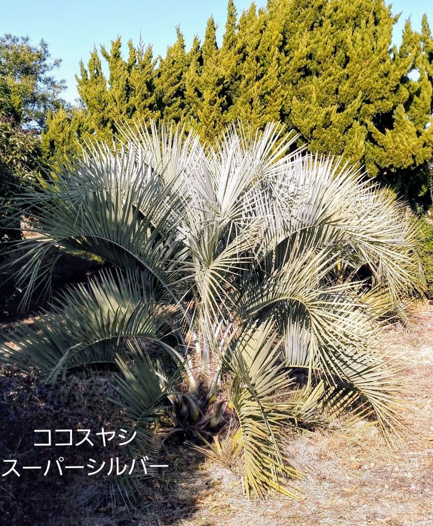 ココスヤシ　(340)　※スーパー　シルバーリーフ