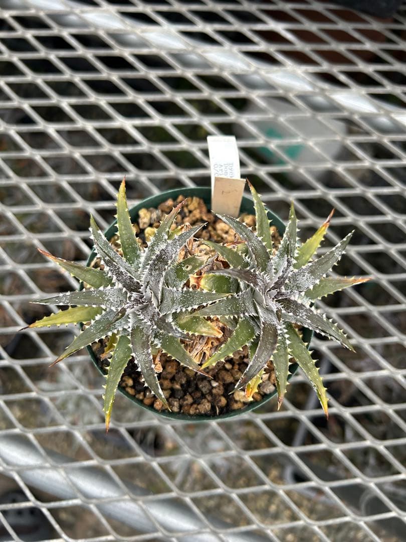 DBディッキア Arizona x BS hybrid small #103 ⑵