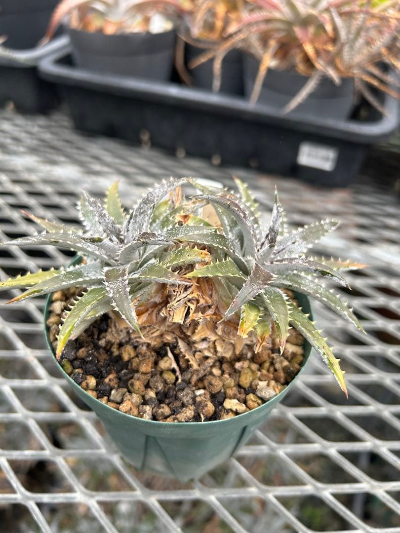 DBディッキア Arizona x BS hybrid small #103 ⑵