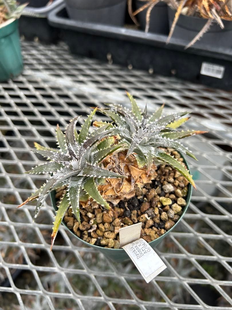 DBディッキア Arizona x BS hybrid small #103 ⑵