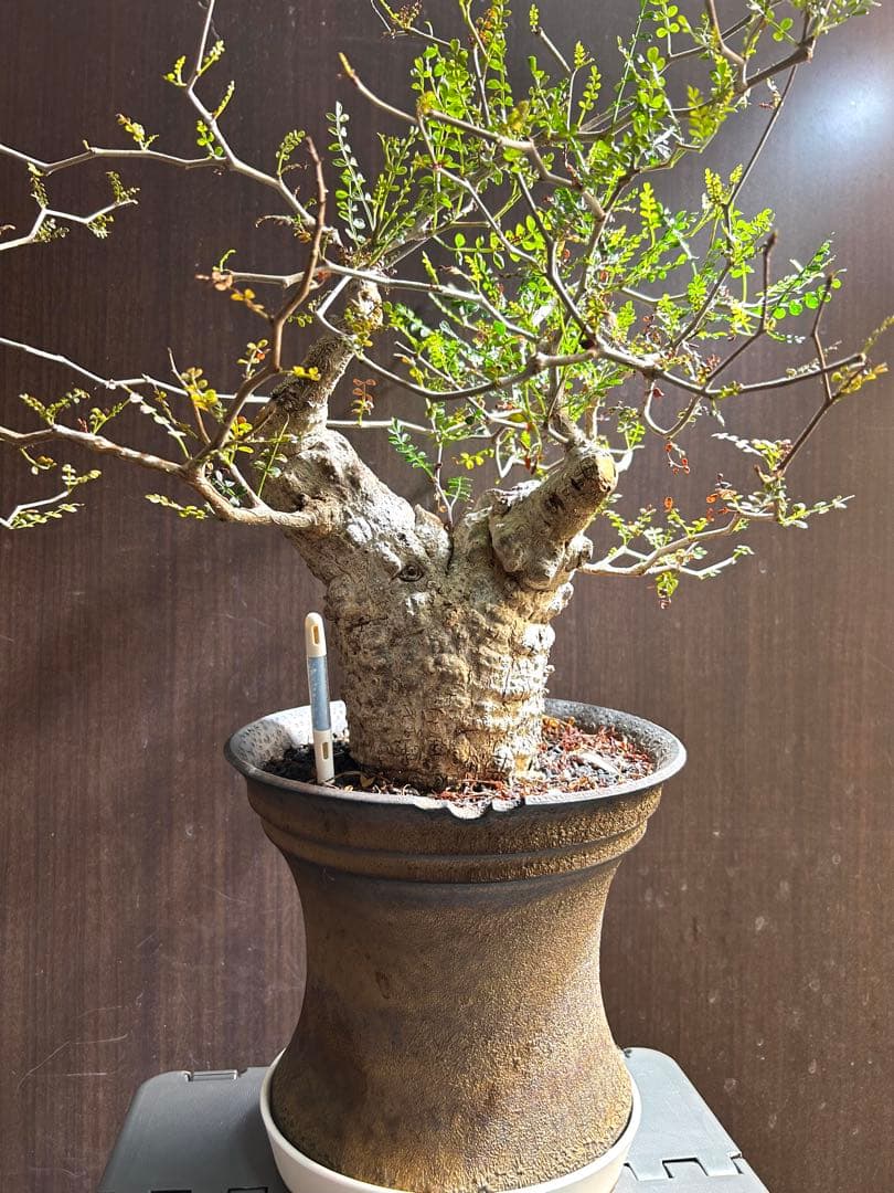 【美株】オペルクリカリア パキプス 現地発根済株