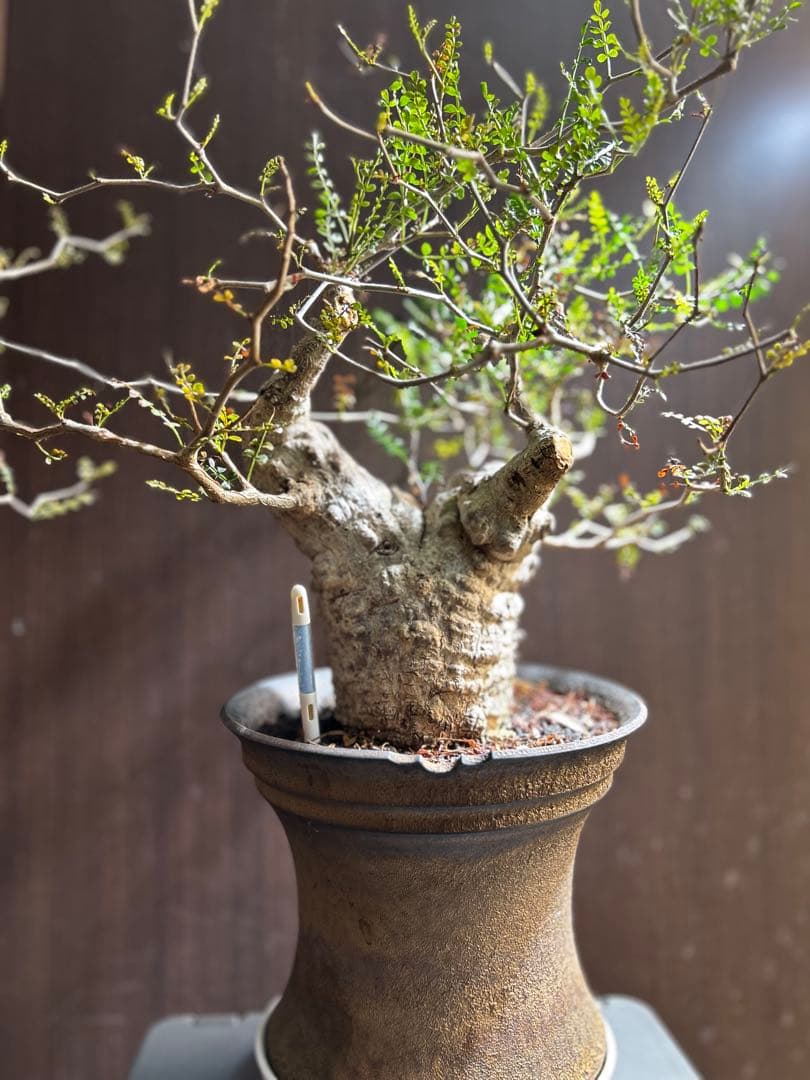 【美株】オペルクリカリア パキプス 現地発根済株