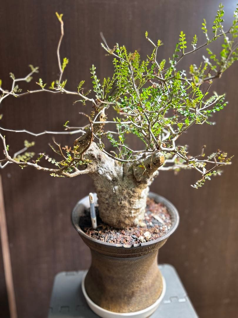 【美株】オペルクリカリア パキプス 現地発根済株