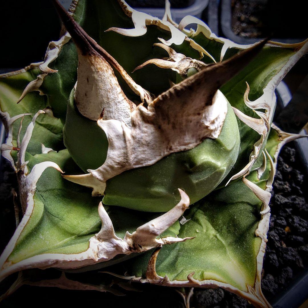 アガベ　チタノタ　SAD 南アフリカダイヤモンド