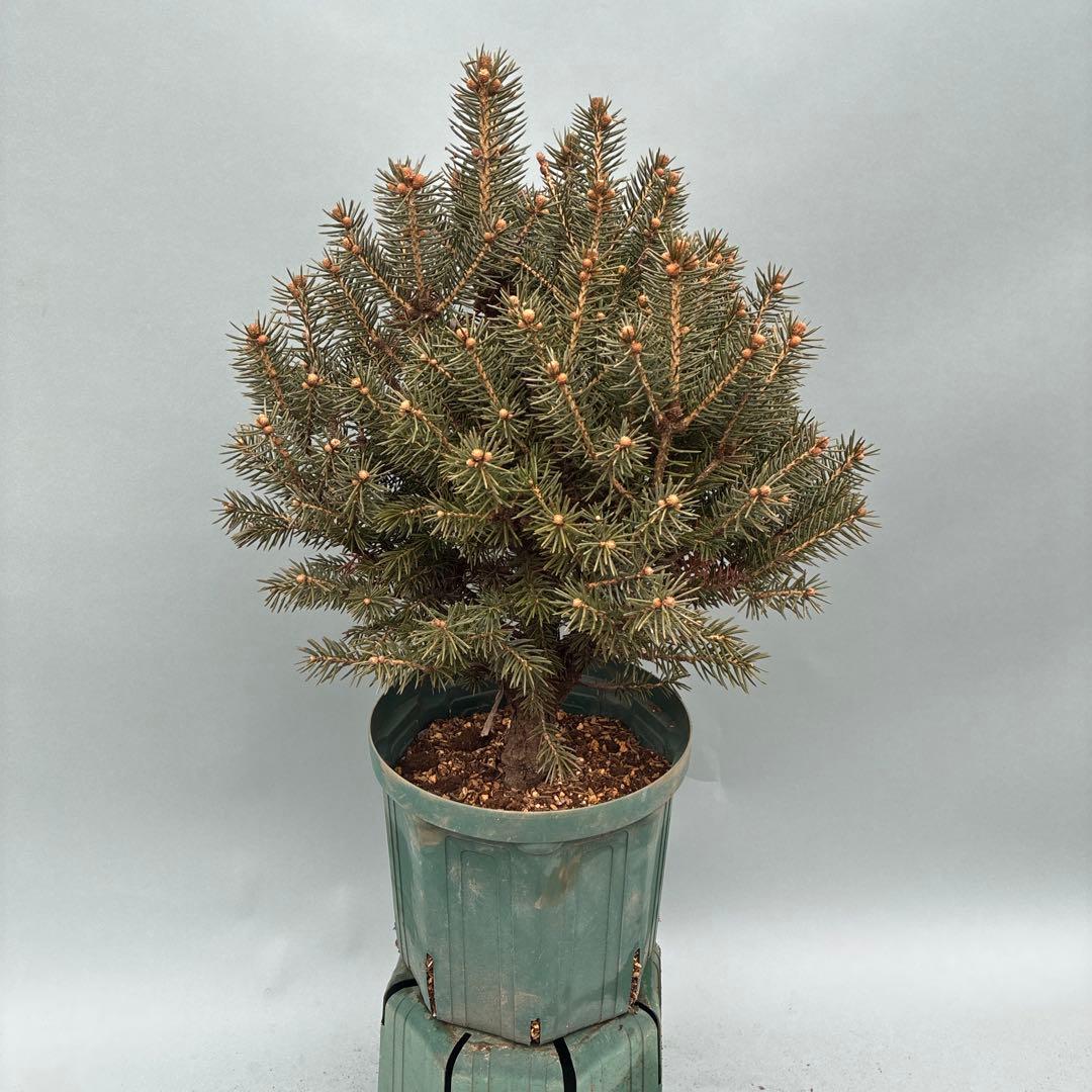 プンゲンストウヒ　コルベット