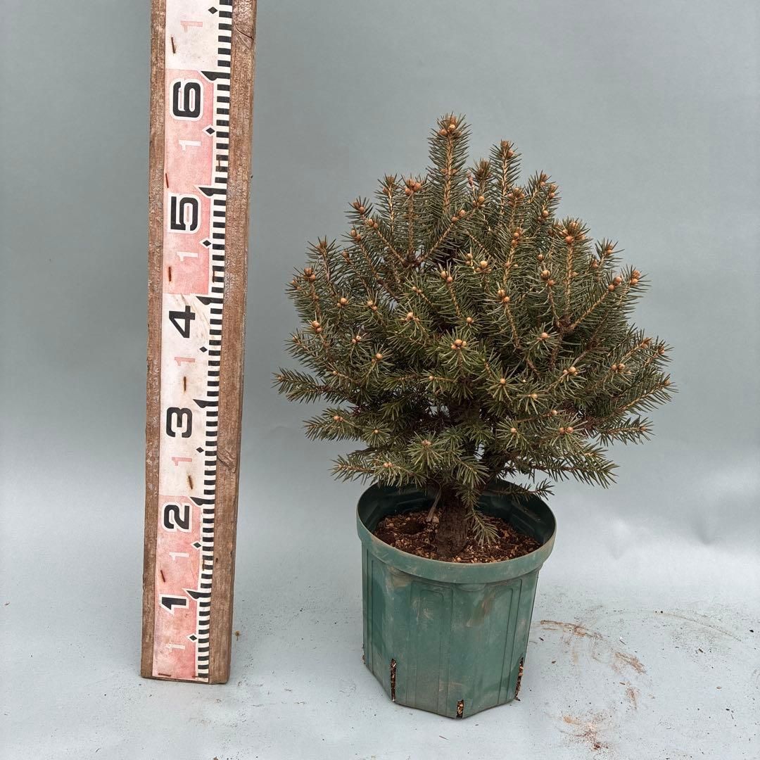 プンゲンストウヒ　コルベット