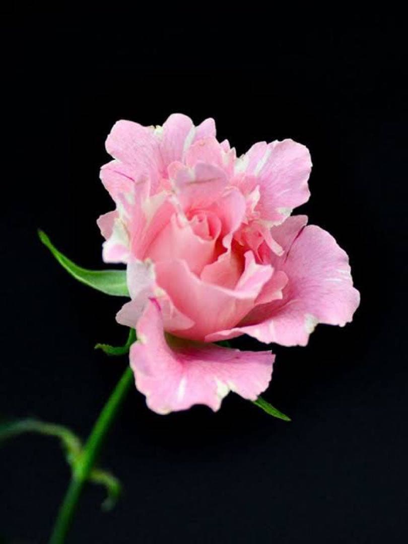 「チップ」 和バラ苗　切り花品種　レアバラ