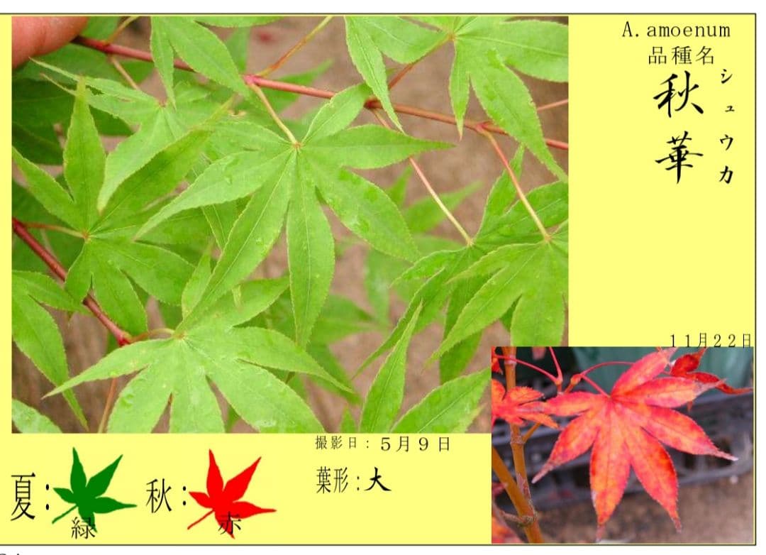 もみじ 接木苗 3本セット｜秋華・竜松院・大勇｜計3株 まとめ売り｜コレクション