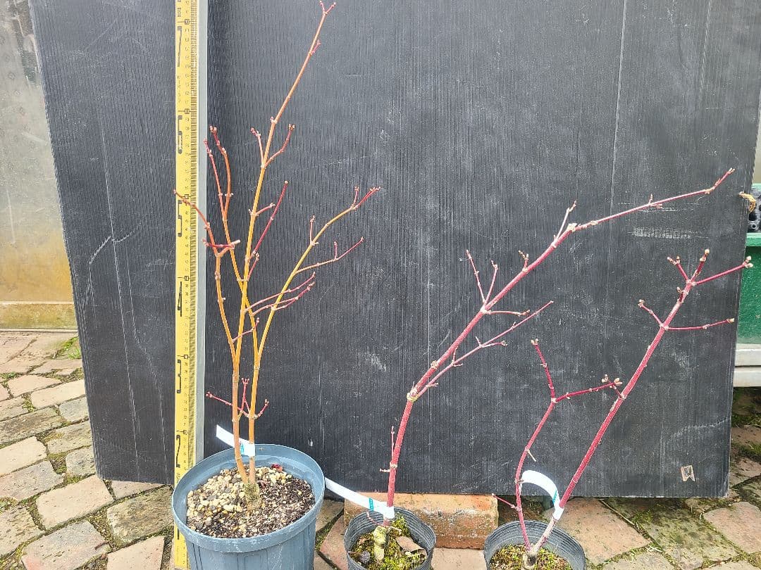 もみじ 接木苗 3本セット｜秋華・竜松院・大勇｜計3株 まとめ売り｜コレクション