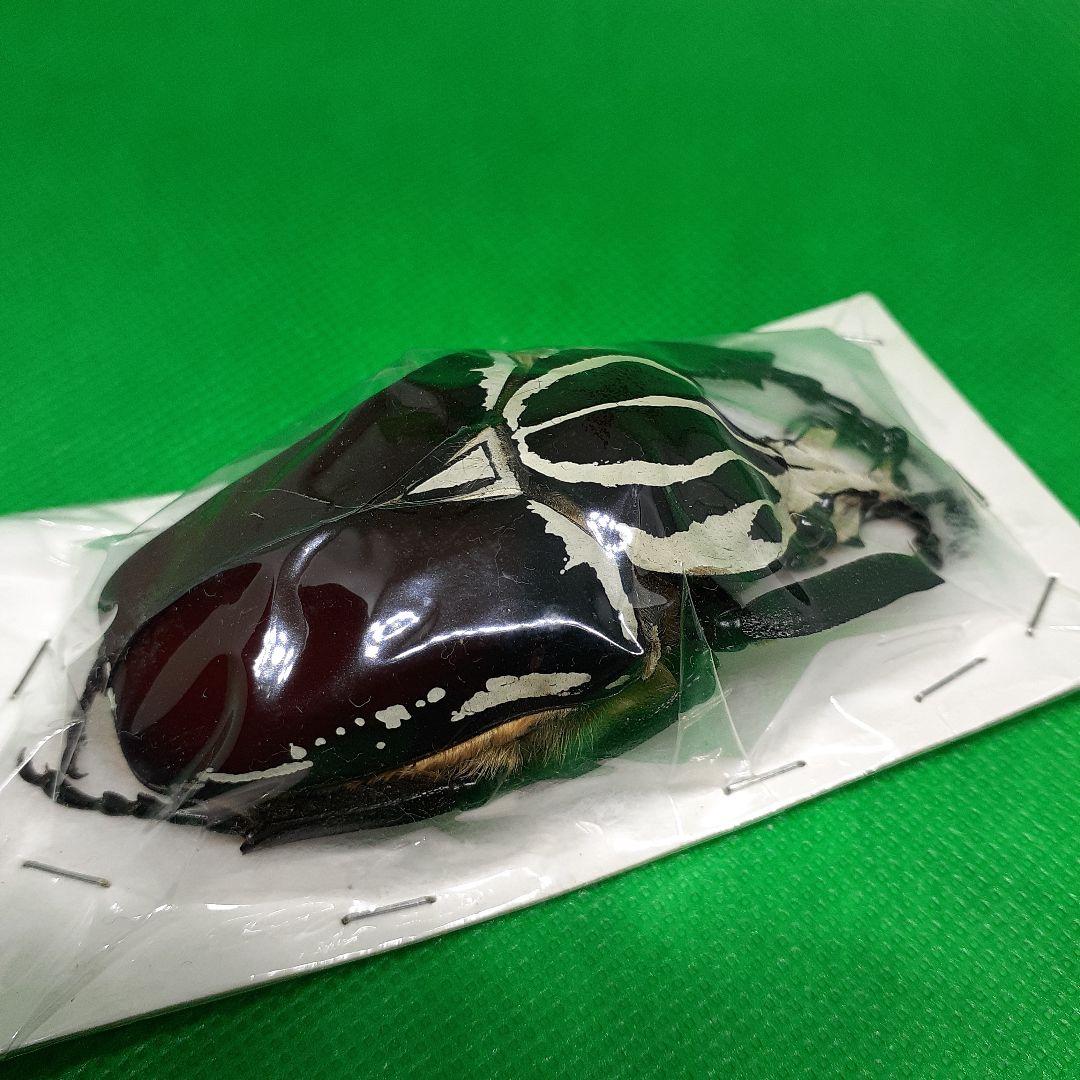 標本 Goliathus goliatus apicalis 75mm CONGO