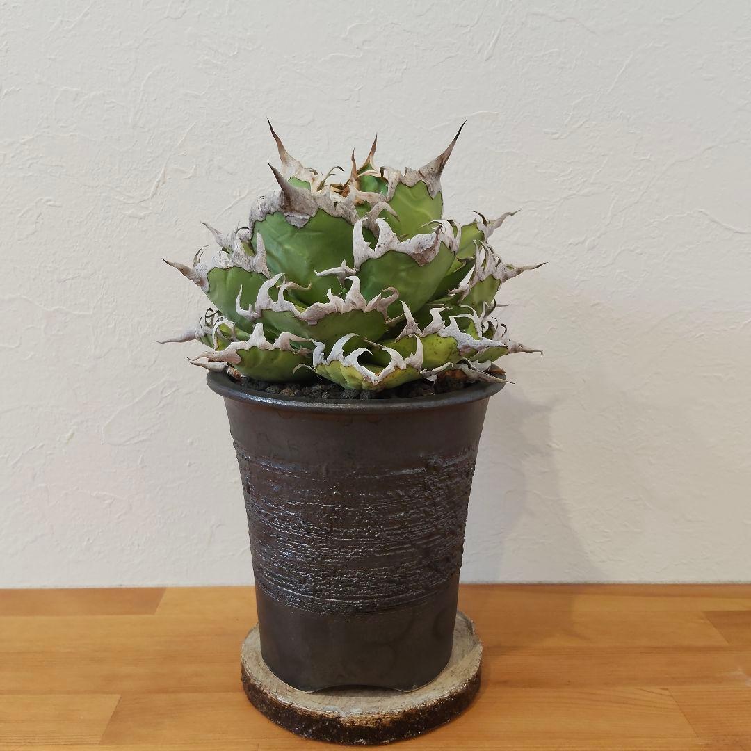 特選 チタノタ シーザー (パキプス パキポディウム グラキリス SRL )