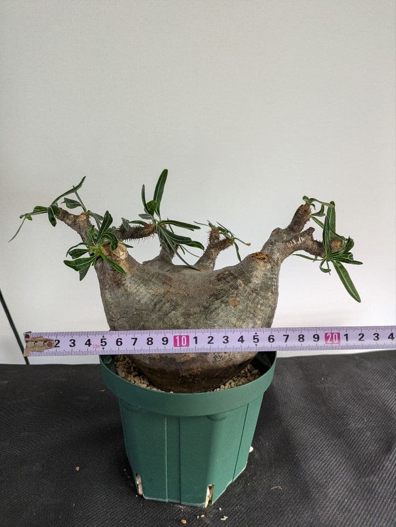 大型　パキポディウム　グラキリス