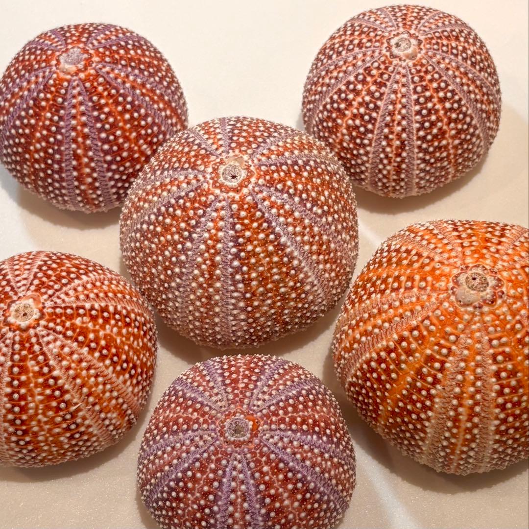 レインボーウニ13点、タコノマクラ棘残し標本1点 さくらんぼ様おまとめ品