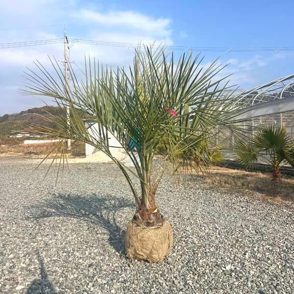 ココスヤシ パームツリー Butiayatay 椰子