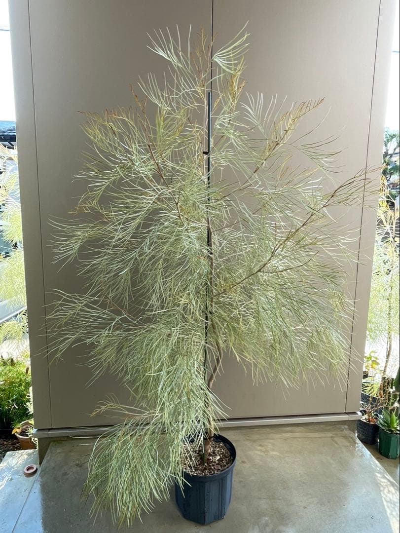 美株　超大株　グレビレア　ハニーワンダー　H約200cm 10号鉢　②