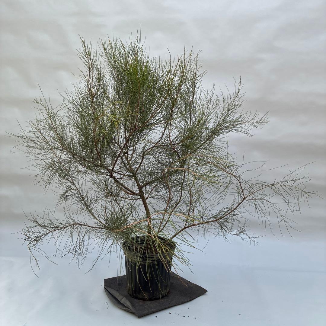 タマモクマオウ　大型