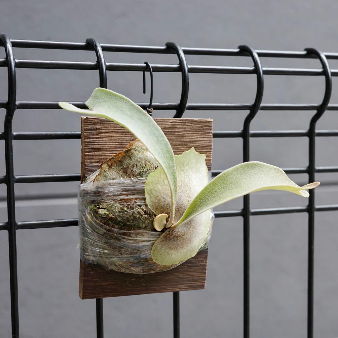 ︎︎︎︎☑︎ P.veitchii Auburn  子株 ビカクシダ