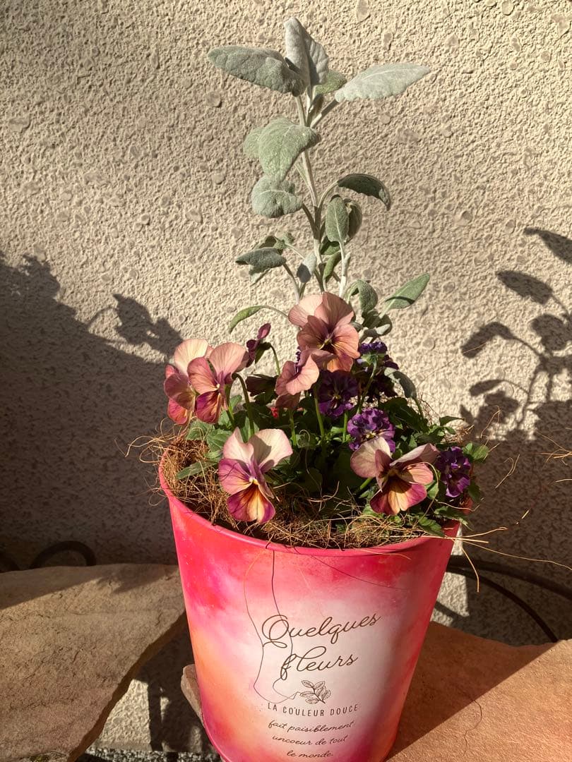 ❤️みーこ様❤️専用のページ❤️寄せ植え❤️