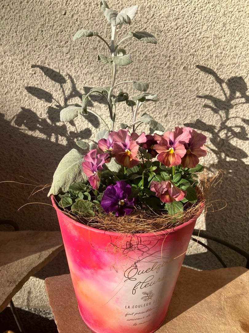 ❤️みーこ様❤️専用のページ❤️寄せ植え❤️