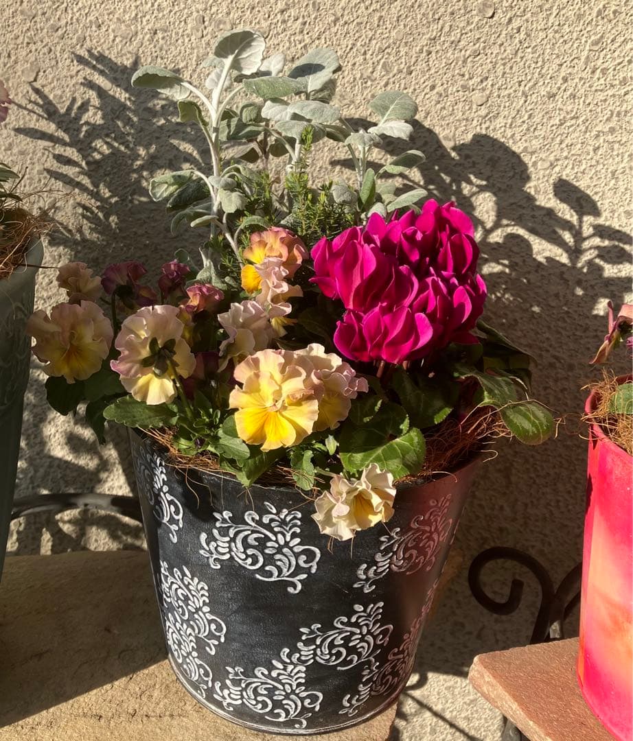 ❤️みーこ様❤️専用のページ❤️寄せ植え❤️